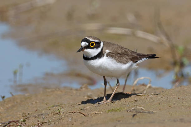 istock Petit gravelot - Little Ringed Plover (Charadrius dubius). 1746119906