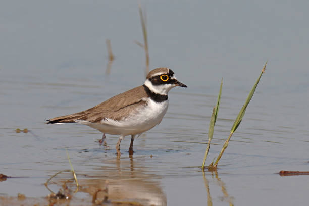 istock Petit gravelot - Little Ringed Plover (Charadrius dubius). 1746119920