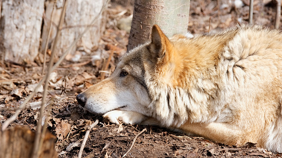 A closeup shot of a gray wolf having a rest in the shade of the forest. Wildlife.