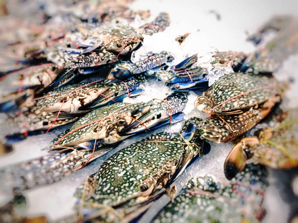 A plastic tus of fresh crabs.