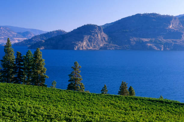 bodega rural pintoresco lago - kelowna chardonnay grape vineyard grape fotografías e imágenes de stock