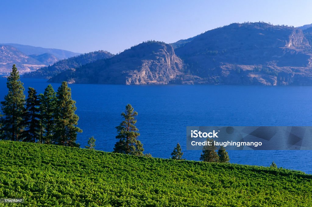 winery rural scenic lake okanagan valley vineyards kelowna british columbia canada Agriculture Stock Photo