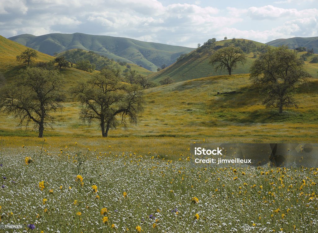 Fleurs sauvages chênes et Rolling Hills, en Californie - Photo de Chêne libre de droits