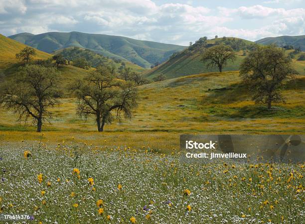 Photo libre de droit de Fleurs Sauvages Chênes Et Rolling Hills En Californie banque d'images et plus d'images libres de droit de Chêne