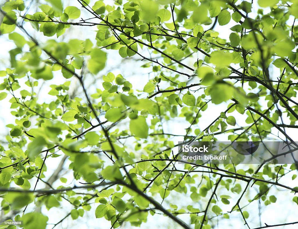 Color verde oscuro - Foto de stock de Aire libre libre de derechos