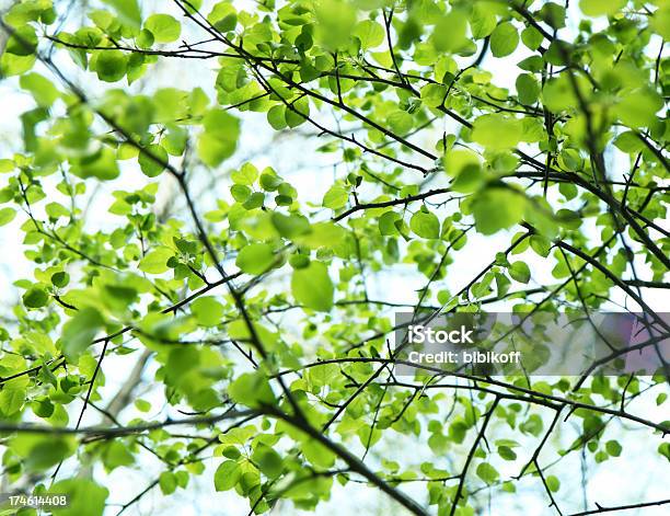 Color Verde Oscuro Foto de stock y más banco de imágenes de Aire libre - Aire libre, Boscaje, Bosque