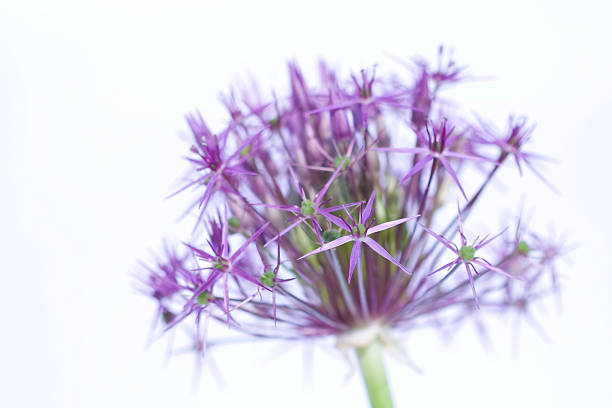 Allium flower close-up stock photo