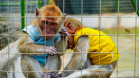 Baby monkeys wear yellow and blue clothes, are cared for and looked after at the zoo