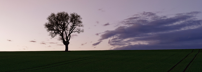 Old tree at sunset in Kraichgau region with green and brown fields in the foreground. Beautiful light mood.
