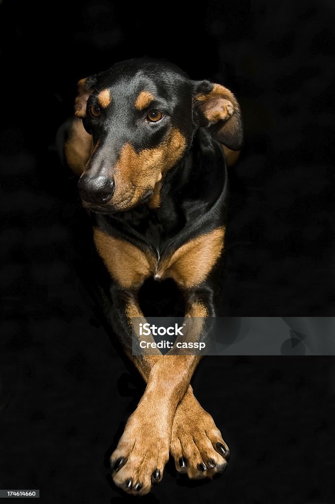 Doberman pose Classic Doberman pose shot on black background Animal Stock Photo