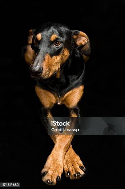 Doberman Pose Stock Photo - Download Image Now - Animal, Beige, Black Color