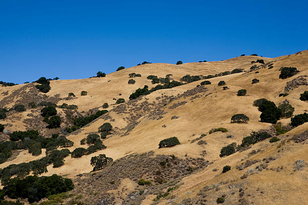 California Hills In Summer stock photo