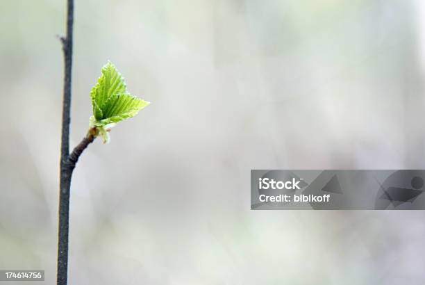 Photo libre de droit de Green Feuille banque d'images et plus d'images libres de droit de Abstrait - Abstrait, Arbre, Bois