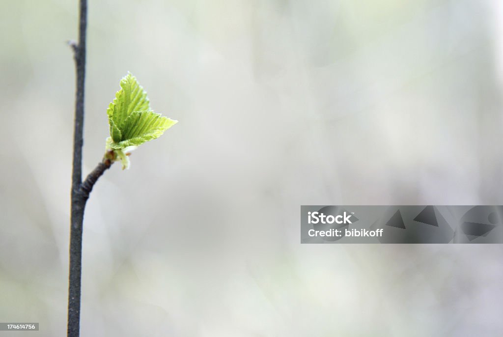 Verde foglia - Foto stock royalty-free di Albero