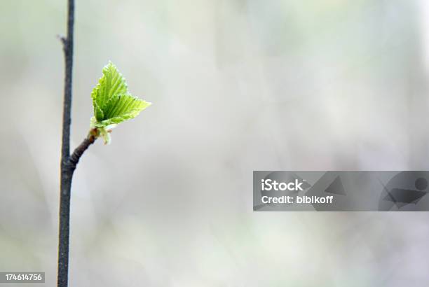 Verde Foglia - Fotografie stock e altre immagini di Albero - Albero, Ambiente, Astratto