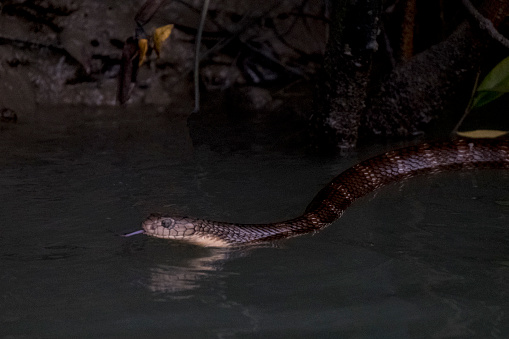 The monocled cobra (Naja kaouthia), also called monocellate cobra and Indian spitting cobra, is a venomous cobra species widespread across South and Southeast Asia and listed as Least Concern on the IUCN Red List.