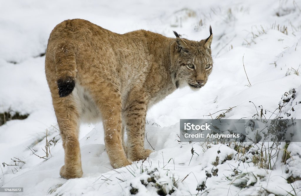 Hungrig Lynx im Winter - Lizenzfrei Bedrohte Tierart Stock-Foto