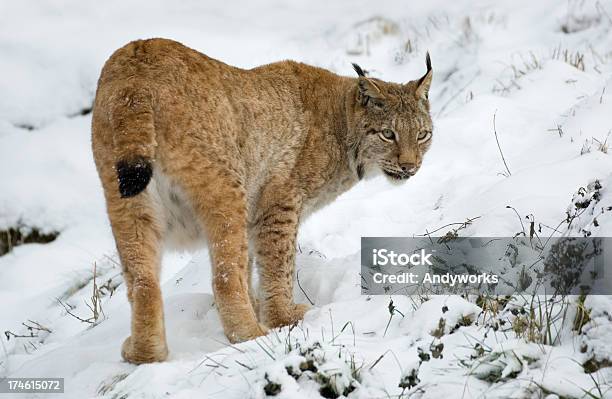 Hungrig Lynx Im Winter Stockfoto und mehr Bilder von Bedrohte Tierart - Bedrohte Tierart, Einzelnes Tier, Eurasischer Luchs