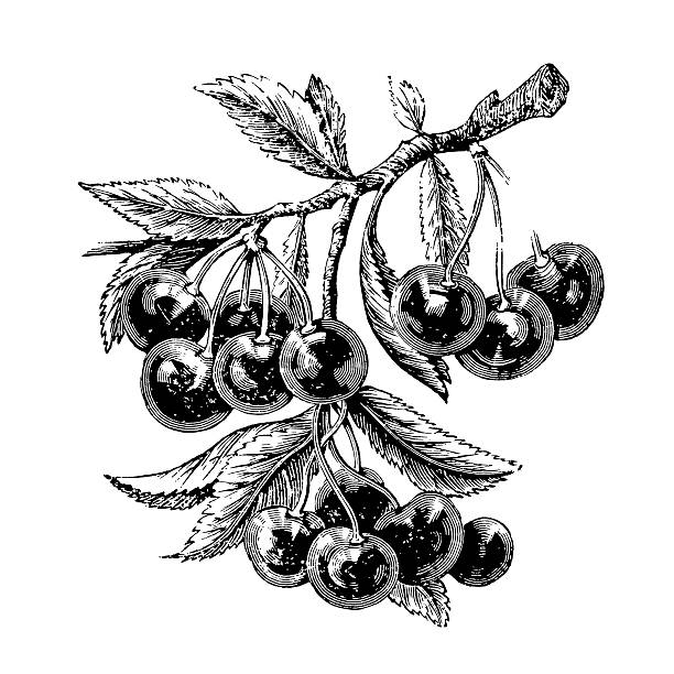 cherry tree branch mit früchten - sour cherry stock-grafiken, -clipart, -cartoons und -symbole