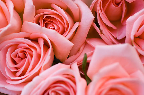 pink roses - foto de stock