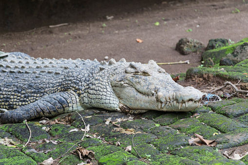 Female American Crocodile on riverbank of Tarcoles River, Costa Rica