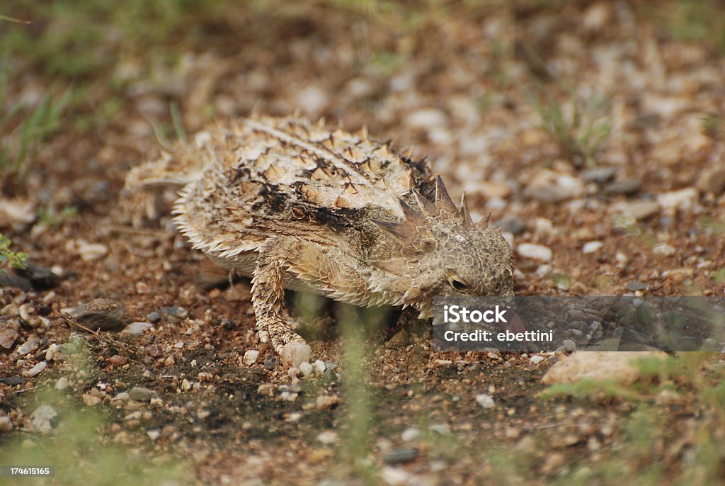 Regal Horned Lizard Eating Ant "A Regal Horned Lizard (Phrynosoma solare) eats an ant at Saguaro National Park, Arizona.  If you look carefully there is an ant on the underside of its tongue." Arizona Stock Photo