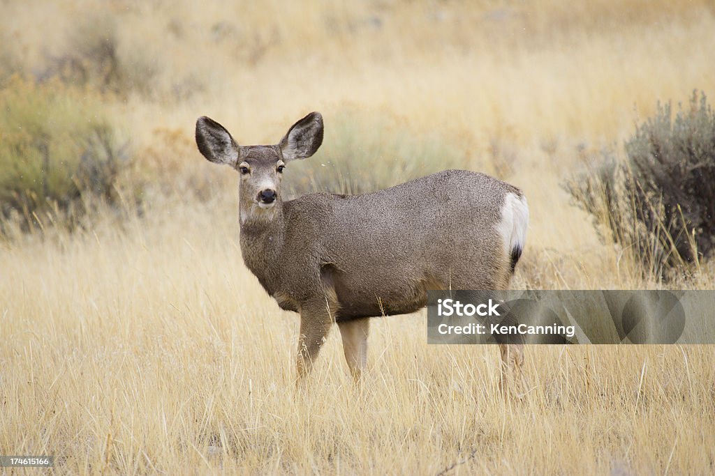 Nevar en blacktail - Foto de stock de Ciervo mulo libre de derechos