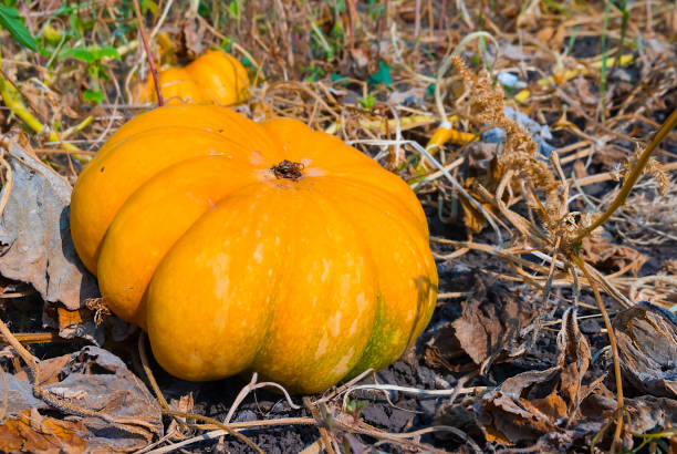 istock closeup rural yard with ripen pumpkin 1746151690