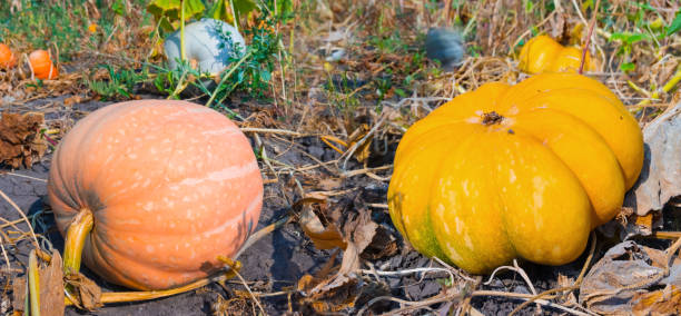 istock closeup rural yard with ripen pumpkin 1746151698