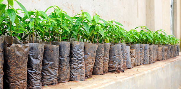 Reforestation Seedlings stock photo