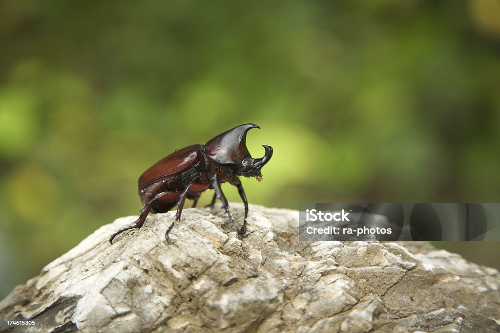 Nashorn Käfer - Lizenzfrei Riesenkäfer Stock-Foto