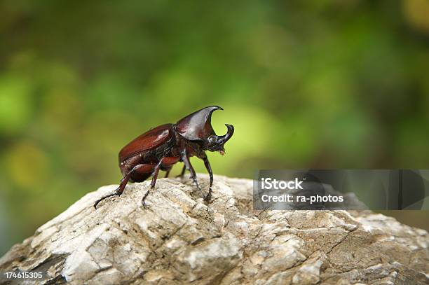 Nashorn Käfer Stockfoto und mehr Bilder von Riesenkäfer - Riesenkäfer, Asien, Extreme Nahaufnahme