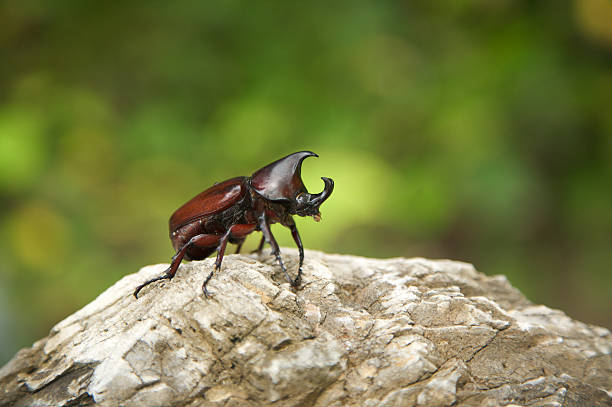 scarabeo rinoceronte - rhinoceros beetles foto e immagini stock