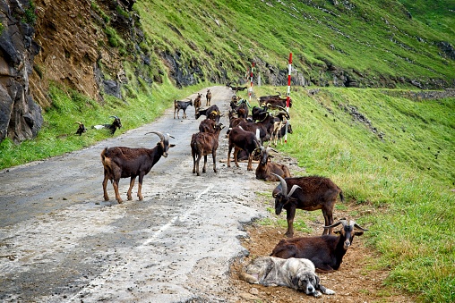 A herd of goats on the road to the Portillo de Lunada mountain pass in Cantabria, Spain