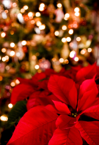 Poinsettias against defocused Christmas lights & decor.  Focus on extreme foreground.SEE SIMILAR: