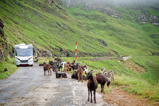 A motorhome circulates on a mountain road next to a herd of goats in Portillo de Lunada mountain pass in Cantabria, Spain