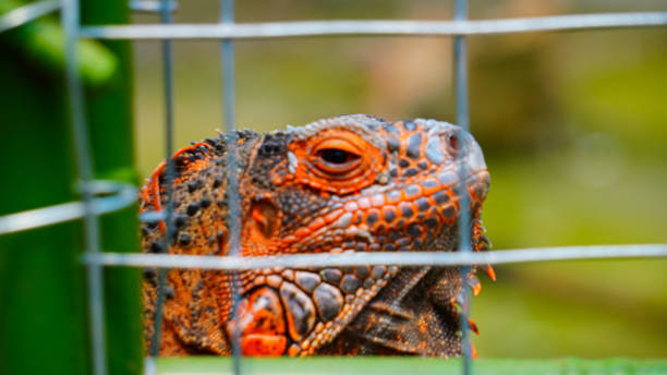 photo of iguana close up photo of iguana reptile in cage lizard island stock pictures, royalty-free photos & images