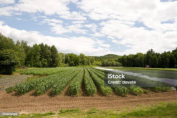 小型のファーム - メイン州のストックフォトや画像を多数ご用意 - メイン州, 農園, 並んでいる