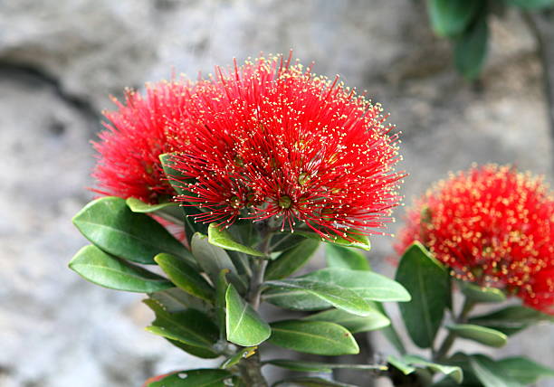 istock Pohutukawa flowers 174615466