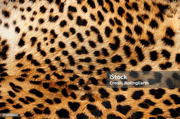 Leopard Skin Stock Photo - Download Image Now - Animal, Animal Body Part, Animal Hair