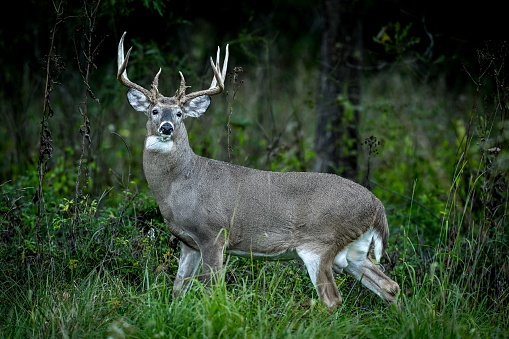 A majestic White-tailed deer (Odocoileus virginianus) in a grassy field, gazing directly at the viewer