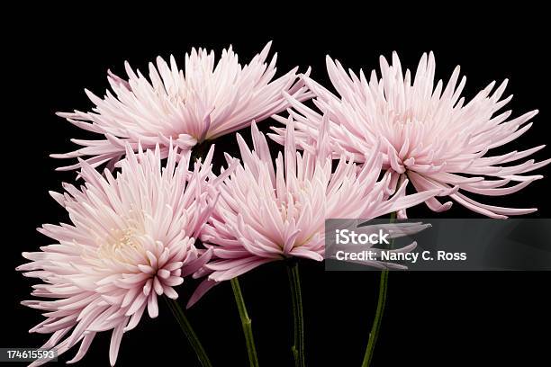 Rosa Gmu Arranjo De Flores Pétala Isolado No Preto Delicado - Fotografias de stock e mais imagens de Arranjo