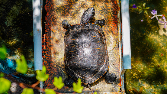 turtle basking in the sun
