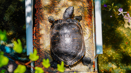 turtle basking in the sun