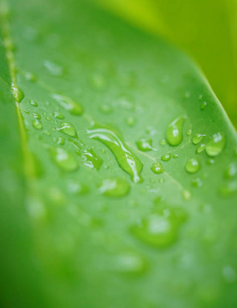 Gouttes de pluie sur la feuille verte en gros plan, rafraîchir l’arrière-plan de la nature - Photo