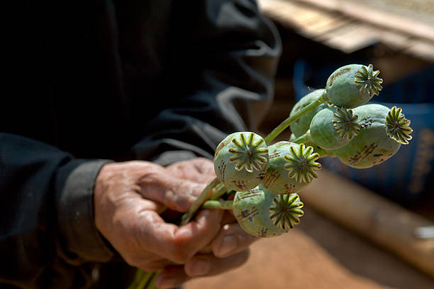 Opium Poppies Old man's hands holding opium poppies which still are grown in Burma. opium poppy stock pictures, royalty-free photos & images