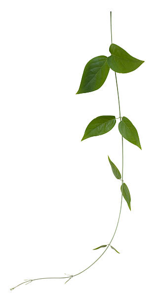 istock Creeper plant with clipping path included. 174616007