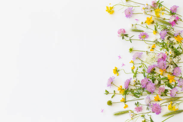 istock summer wild flowers on white paper background 1746160739