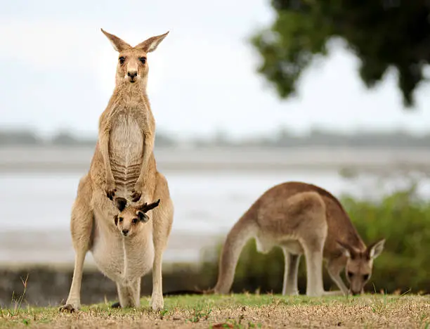 "Two kangaroos, one with a joey in its pouch, in Beachmere, Queensland, Australia"