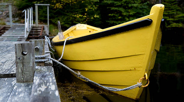 Żółty Dory – zdjęcie